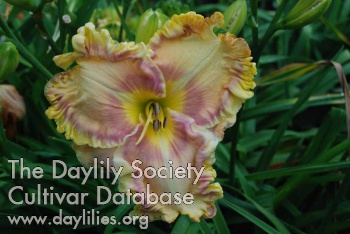 Daylily French Lessons